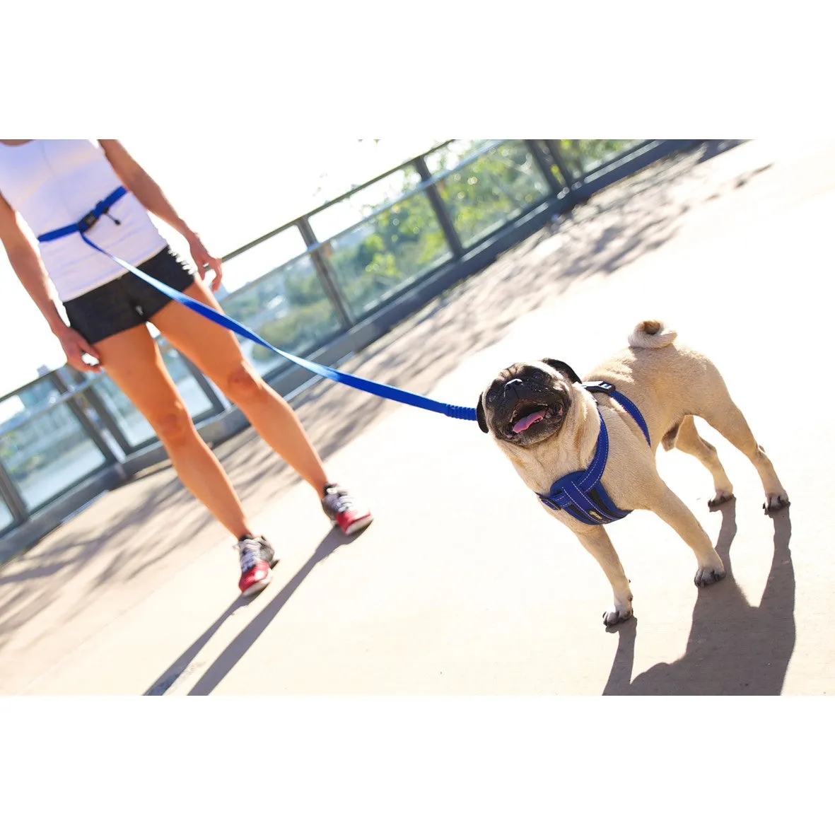 EzyDog Road Runner Hands Free Leash