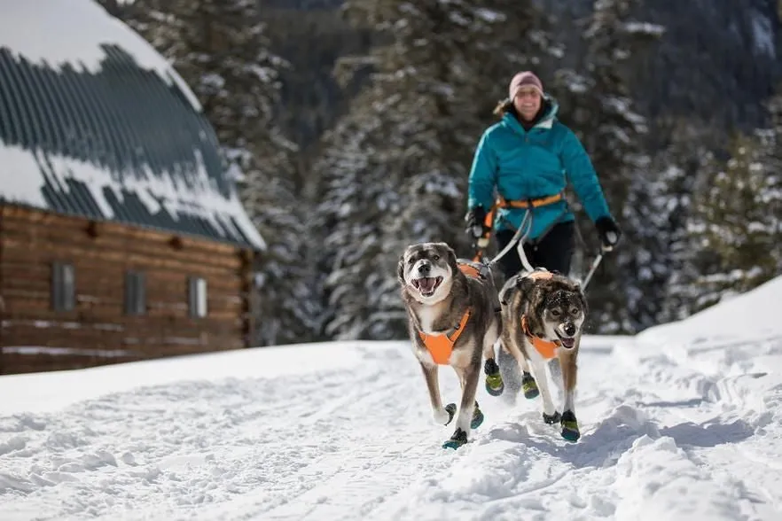 Ruff Wear Omnijore Skijoring/Canicross System